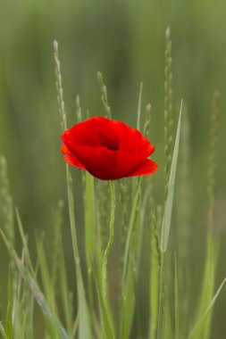 bahçede gelincikler