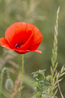 bahçede gelincikler