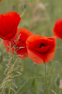 bahçede gelincikler