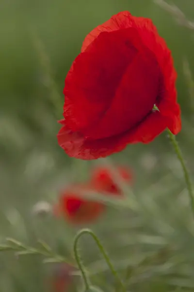 Poppies in the garden — Stock Photo, Image