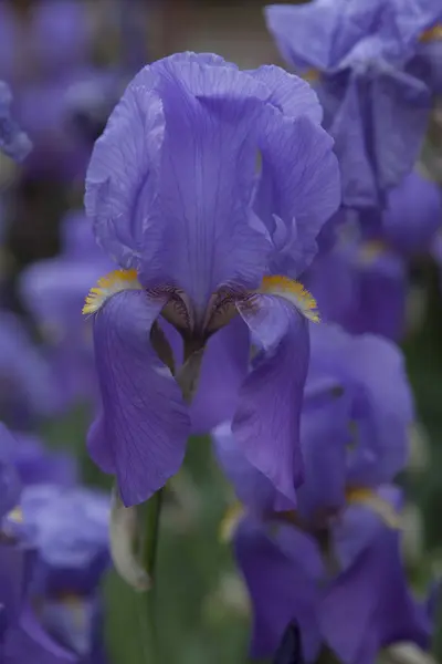 Iris gladiolus in giardino — Foto Stock
