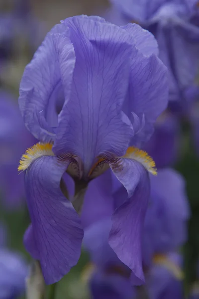 Iris-Gladiolen im Garten — Stockfoto