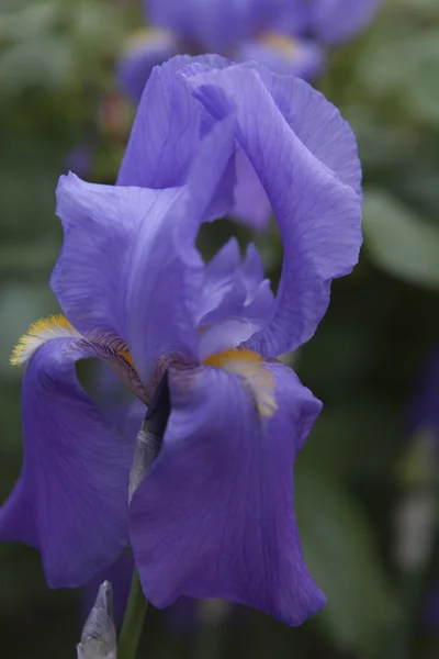 Iris gladiolus in the garden — Stock Photo, Image