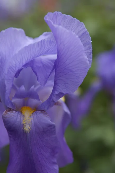 Iris gladiolus in giardino — Foto Stock