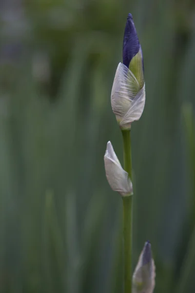 Iris-Gladiolen im Garten — Stockfoto