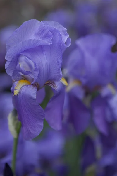 Iris-Gladiolen im Garten — Stockfoto