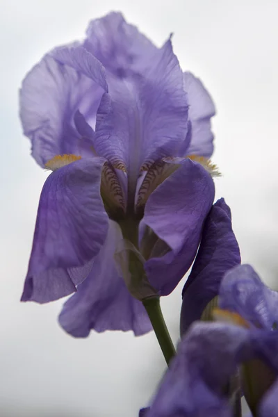 Iris gladiolus in giardino — Foto Stock