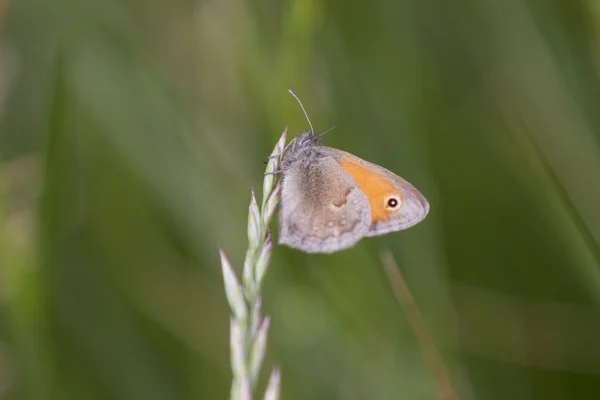 Schmetterling auf der Wiese — Stockfoto