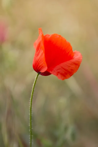 Amapolas en el jardín —  Fotos de Stock