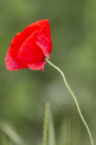 Amapolas en el jardín —  Fotos de Stock