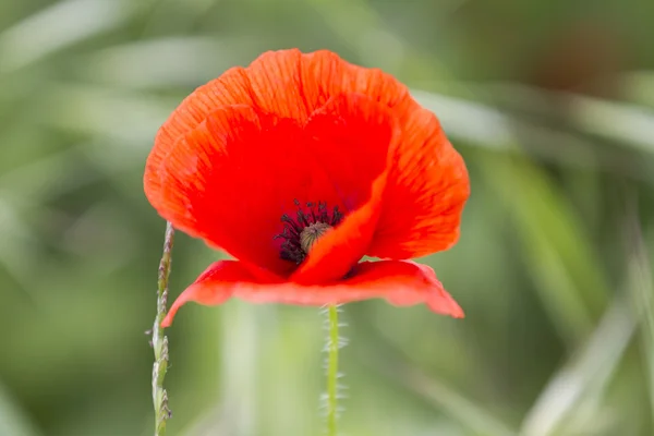 Amapolas en el jardín —  Fotos de Stock