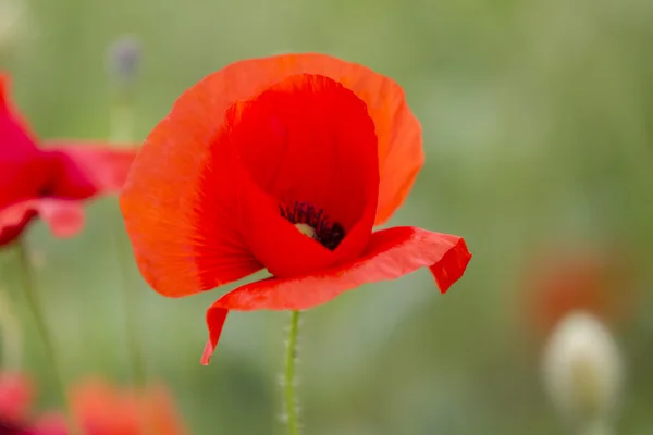 Mohn im Garten — Stockfoto