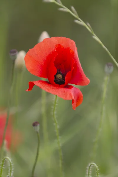 Mohn im Garten — Stockfoto