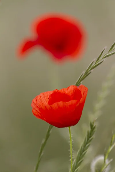 Amapolas en el jardín —  Fotos de Stock