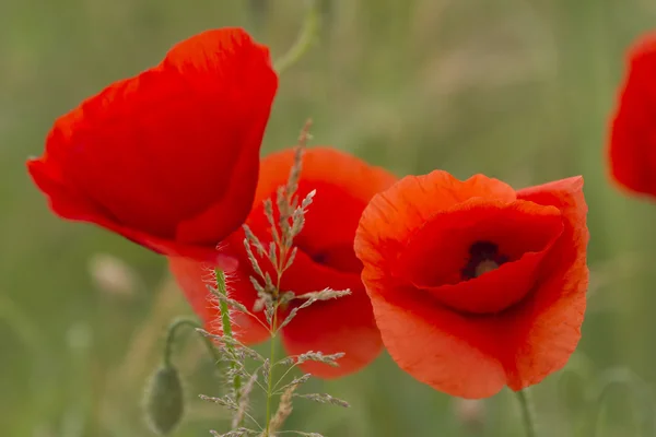 Mohn im Garten — Stockfoto