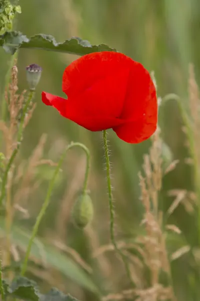 Amapolas en el jardín —  Fotos de Stock