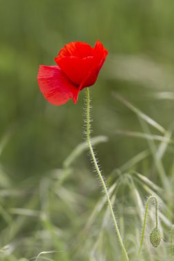 bahçede gelincikler