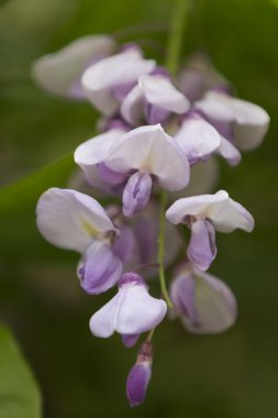 Kırmızı kumtaşı arka plan doku. soyut katı daire taş yüzeye