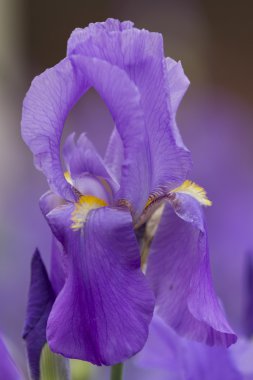 Çayırda kötü şans