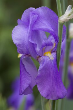 Çayırda kötü şans