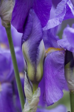 Iris Glayöl bahçede