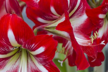 Amaryllis Çiçek bahçesinde