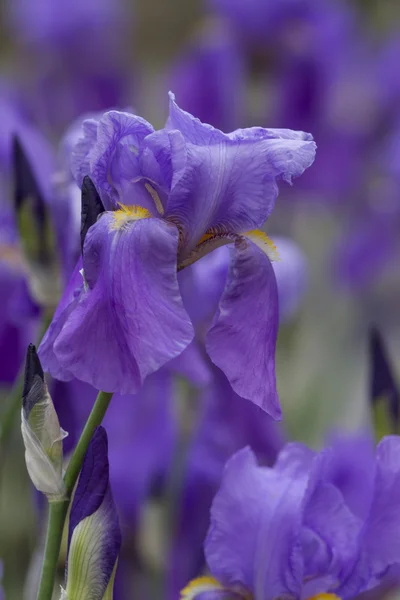 Iris gladiolus a kertben — Stock Fotó