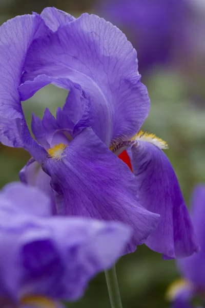 Iris-Gladiolen im Garten — Stockfoto