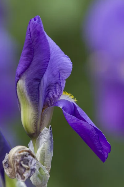 Iris gladiolus a kertben — Stock Fotó