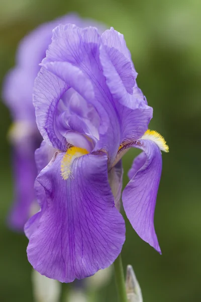 Iris gladiolus en el jardín — Foto de Stock