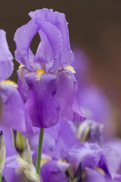 Iris gladiolus in giardino — Foto Stock