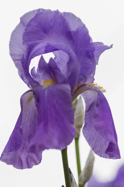 Iris gladiolus a kertben — Stock Fotó