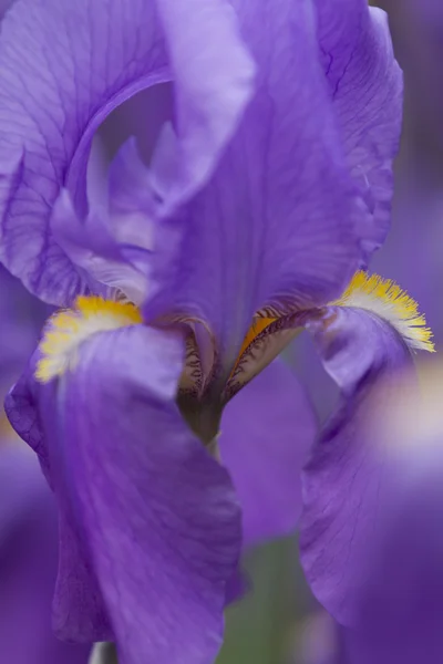 Iiris gladiolus puutarhassa — kuvapankkivalokuva