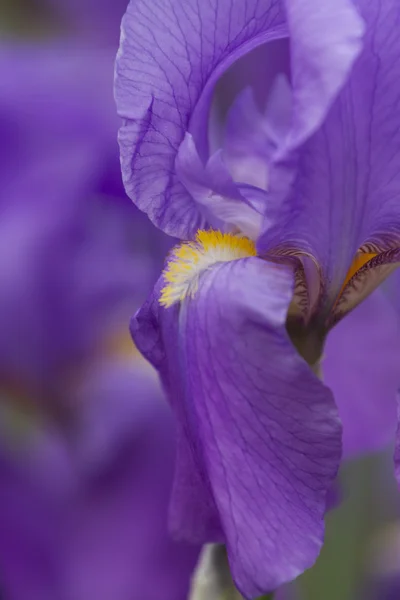 Iris gladiolus en el jardín —  Fotos de Stock