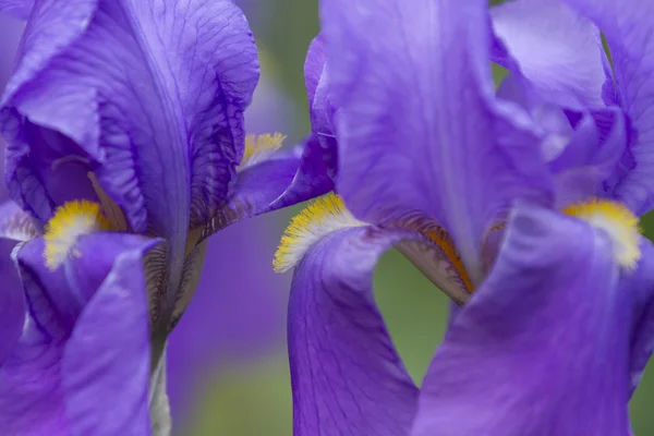 Iris-Gladiolen im Garten — Stockfoto