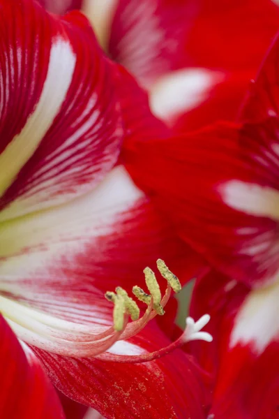 Amaryllis blüht im Garten — Stockfoto