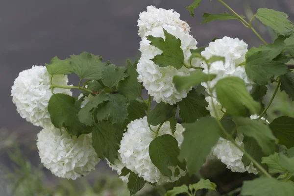 Viburnum. — Foto de Stock