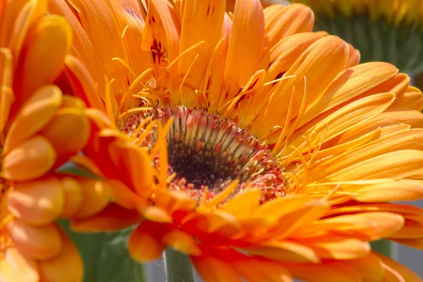 Asterblume im Garten — Stockfoto