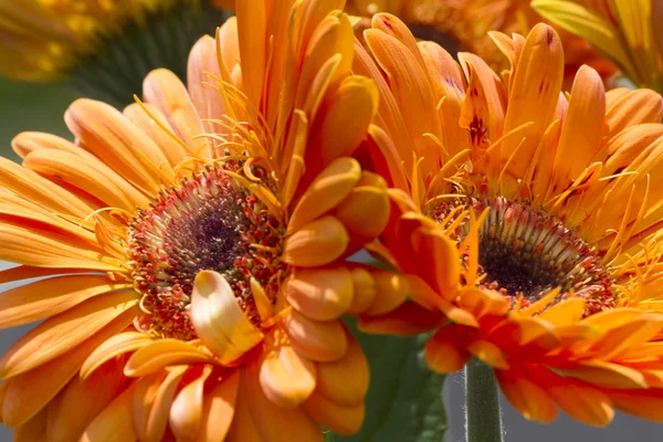 Asterblume im Garten — Stockfoto