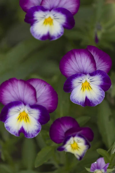 Фиолетовый в саду — стоковое фото