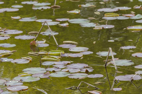 Leaves of waterlily on lake — Stock Photo, Image