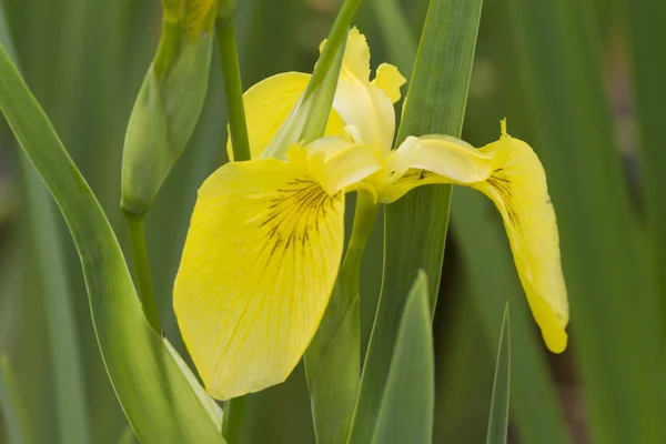 Iris a kertben — Stock Fotó