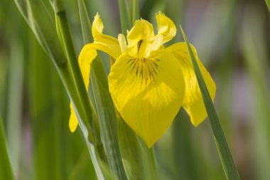 Iris bahçede.