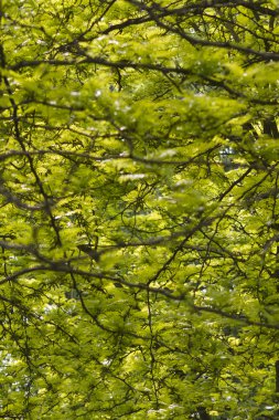 Ağaçtaki yeşil yapraklar