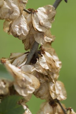 Ağaç üzerinde kuru çiçek