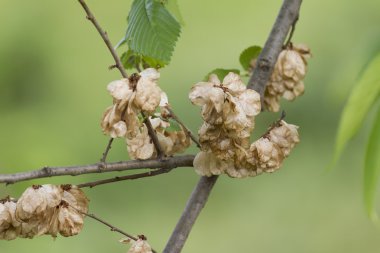Ağaç üzerinde kuru çiçek
