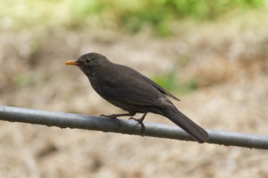 Blackbird ağaç üzerinde