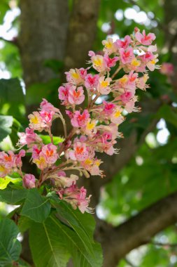 ağaç üzerinde çiçek