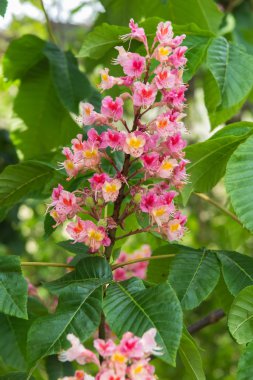 ağaç üzerinde çiçek