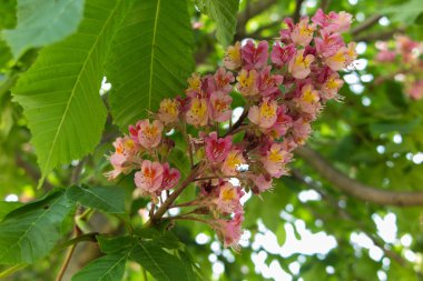 ağaç üzerinde çiçek